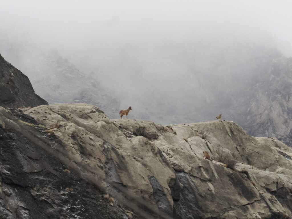 Markhor at the M. Sayod Conservancy