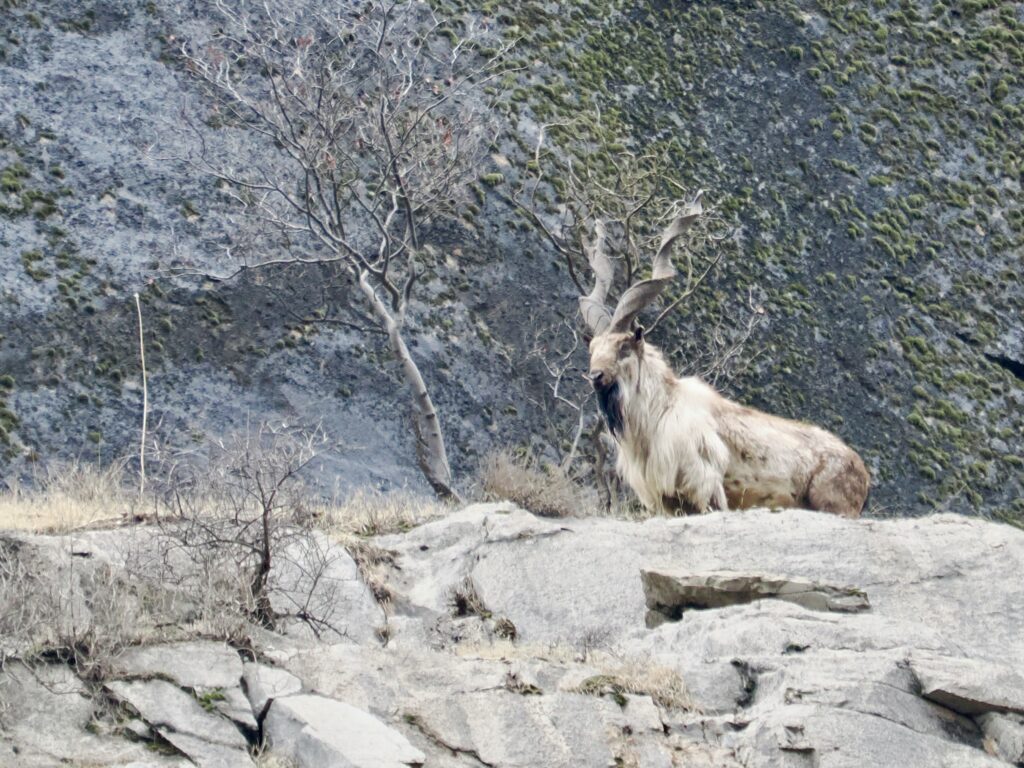 A large male Markhor in the M. Sayod Conservancy on the Afghanistan Border