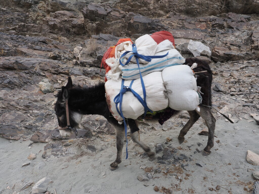 A mule loaded for the long pack out